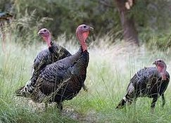 TURKEY