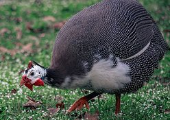 FOWLS
