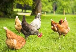 CHIKENS