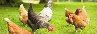 CHIKENS